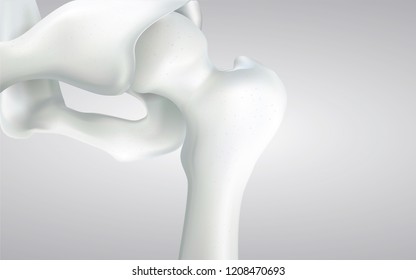 Thigh bone and human sphincter. On a white background - 3D rendering can be word or word paste.
