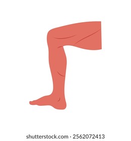 Thigh, Human Body Part Illustration