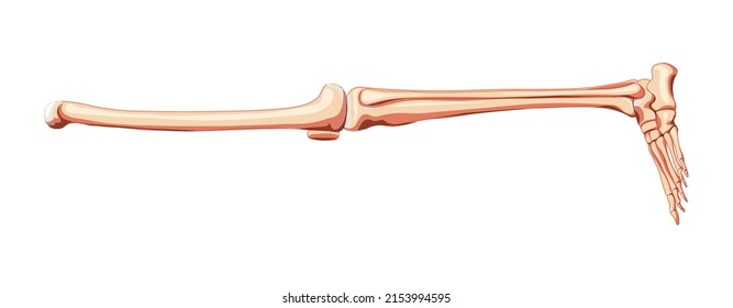 Thighs and legs lower limb Skeleton Human side view. Set of Anatomically correct femur, patella, fibula, tibia, foot realistic flat natural color concept Vector illustration of anatomy isolated