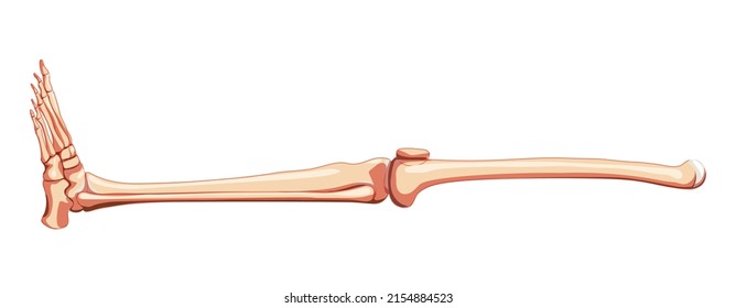 Thighs and legs lower limb Skeleton Human side view. Anatomically correct femur, patella, fibula, tibia, foot realistic flat natural color concept Vector illustration isolated on white background