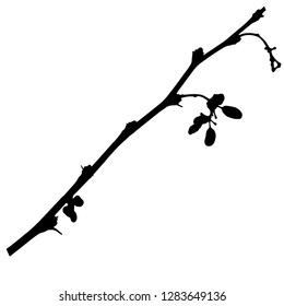 Thin branch of barberry with berries on the stems. Vector isolated illustration. Winter. Autumn. Postcard. Black color.