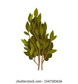 Thin branches with green leaves. Vector illustration on a white background.