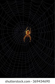 Thin and crispy cobweb background with ornate golden spider in the center surrounded by beads of water. Vector illustration.