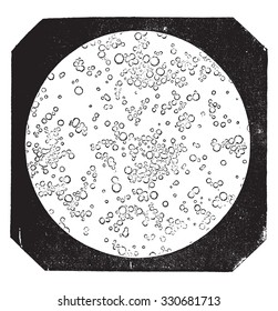 Thin disc of woman's milk, vintage engraved illustration.
