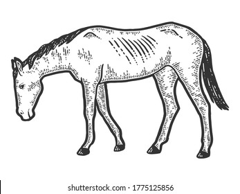 Thin and exhausted horse. Sketch scratch board imitation. Black and white. Engraving vector illustration.