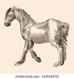 A thin horse without a saddle. Vector image of a medieval engraving on a beige background.