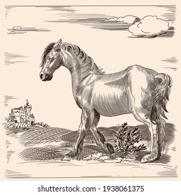 A thin horse without a saddle. Vector image of a medieval engraving on a beige background.