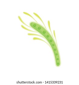 Thin light green plankton with yellow tentacles. Vector illustration on white background.