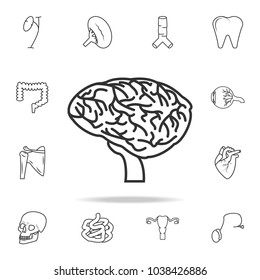 thin line brain icon. Detailed set of human body part icons. Premium quality graphic design. One of the collection icons for websites, web design, mobile app on white background