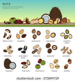 Thin line flat design of the nuts on the table. Healthy eating and vitamins concept. Set of different nuts, almonds, macadamia, pistachio, coconut and others isolated on white background 