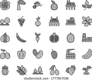 Thin line gray tint vector icon set - garden trolley vector, beet, half pomegranate, branch of grape, large, squash, cornels, tasty mulberry, delicious plum, slice tangerine, guawa, ripe pineapple