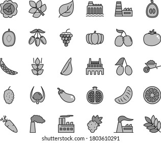 Thin line gray tint vector icon set - garden trolley vector, tomato, garlic, carrot, mint, half pomegranate, grape, large, squash, cornels, mulberry, tasty, goji berry, delicious plum, loquat, peas