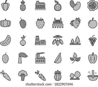 Thin line gray tint vector icon set - beet vector, garlic, carrot, a pineapple, branch of grape, large, squash, blackberry, mulberry, tasty, goji berry, slice tangerine, plum, half guawa, ripe