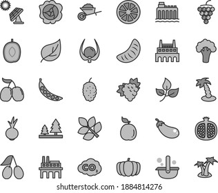 Thin line gray tint vector icon set - garden trolley vector, beet, half pomegranate, branch of grape, large, squash, cornels, mulberry, tasty, delicious plum, slice tangerine, juicy lemon, guava