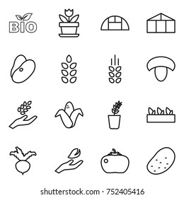 thin line icon set : bio, flower, greenhouse, beans, spikelets, mushroom, harvest, corn, seedling, beet, hand leaf, tomato, potato