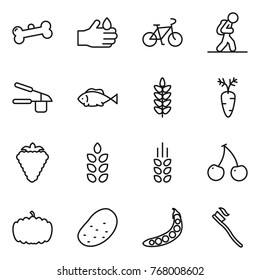 Thin line icon set : bone, acid, bike, tourist, garlic clasp, fish, spikelets, carrot, berry, cherry, pumpkin, potato, peas, tooth brush