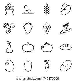 thin line icon set : flower, landscape, spikelets, beans, coffee seeds, berry, grape, harvest, pear, pumpkin, tomato, bread, egg, acorn, carrot, potato