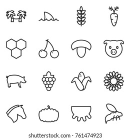 Thin line icon set : palm hammock, shark flipper, spikelets, carrot, honeycombs, cherry, mushroom, pig, grape, corn, flower, horse, pumpkin, udder, wasp