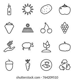 Thin line icon set : vegetable oil, gas oven, potato, tomato, berry, field, cherry, grape, harvest, sheep, sprouting, pumpkin, acorn, carrot, ecology, recycling