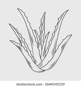 Thin Line Illustration of an Aloe Vera Plant