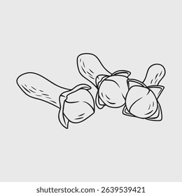 Thin line illustration of dried cloves