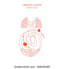 Thin line illustration. Human lymphatic system.