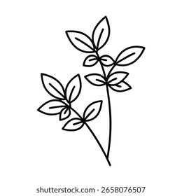 Thin line two oregano sprigs on herb plant