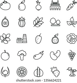 thin line vector icon set - tomato vector, beet, grape, large, squash, tasty mulberry, half loquat, plum, juicy lemon, guava, of guawa, ripe pineapple, physalis, garlic, carrot, beans, broccoli