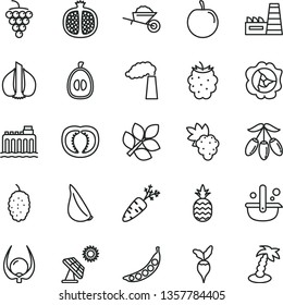 thin line vector icon set - garden trolley vector, garlic, a pineapple, half pomegranate, grape, large, squash, blackberry, mulberry, goji berry, loquat, tasty plum, physalis, tomato, carrot, peas