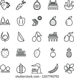 thin line vector icon set - beet vector, garlic, a pineapple, branch of grape, cornels, blackberry, tasty mulberry, half loquat, guava, guawa, physalis, Bell pepper, carrot, peas, big solar panel