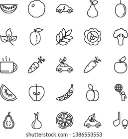 thin line vector icon set - cabbage vector, carrot, cup of tea, apple, pear, squash, apricot, tasty, slice water melon, ripe plum, passion fruit, lemon, part guava, onion, peas, broccoli, leaves