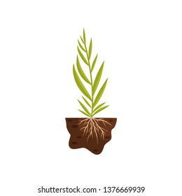 Thin, long leaves on a high stalk. Vector illustration on white background.