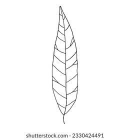 Thin long willow leaf isolated on a white background. Simple hand-drawn outline drawing. An element of nature depicted with a black line.