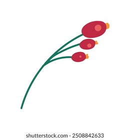 Rama delgada de agracejo con bayas rojas. Bayas maduras de la primera cosecha de otoño. Ilustración acogedora de color simple. Vector de dibujos animados dibujado a mano aislado sobre fondo blanco