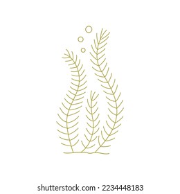 Thin stems of seaweed. Aquarium plants. Wildlife. Underwater marine flora. Element of aquarium landscape. Water theme for decoration and design. Vector illustration isolated on white background