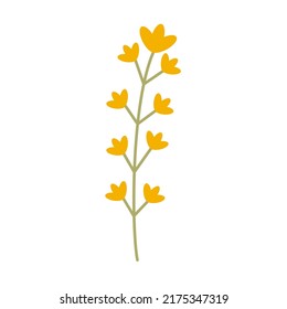 Thin twig with small yellow flowers. Botanical elements. Meadow, wildflowers and herbs. Hand drawn grass. Floral Herb Design elements. Spring botanical vector illustration 
