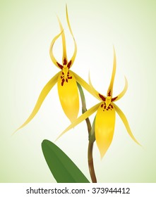 Thin yellow petals with patches in a beautiful orchids isolated in green background.
