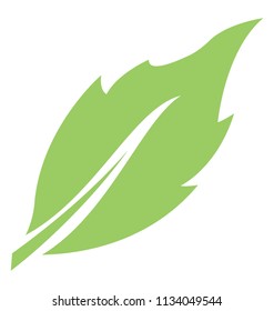 
A thinner structured green leaves with wavy edges showcasing britch leaf 
