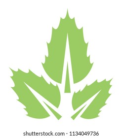 
Thinner structured green leaves with wavy edges showcasing three leaves
