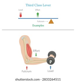 Third Class Lever Diagram Showing Load, Effort, Fulcrum and Biceps Curl Example.