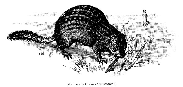 Thirteen Lined Spermophile which is also Called a Federation Squirrel, vintage line drawing or engraving illustration.