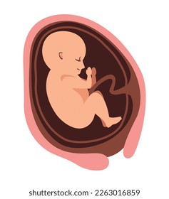 thirty week fetus baby icon