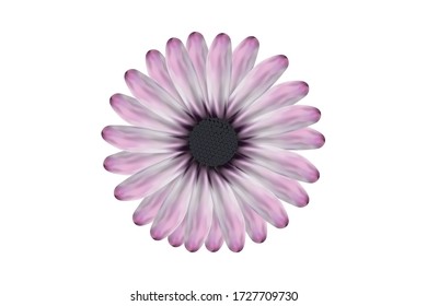 This is African daisy in white background.