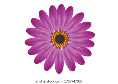 This is African daisy in white background.