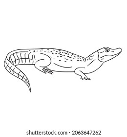 This Alligator Alligator Line Art Alligator Stock Vector (Royalty Free ...