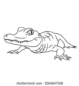 1,656 Line drawing alligator Stock Vectors, Images & Vector Art ...