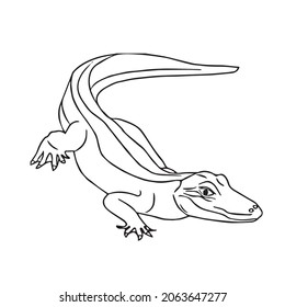 this is a alligator , alligator line art, alligator line drawing,vector art,illustrations