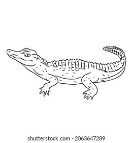 1,656 Line Drawing Alligator Stock Vectors, Images & Vector Art 