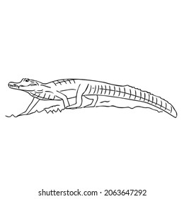 this is a alligator , alligator line art, alligator line drawing,vector art,illustrations