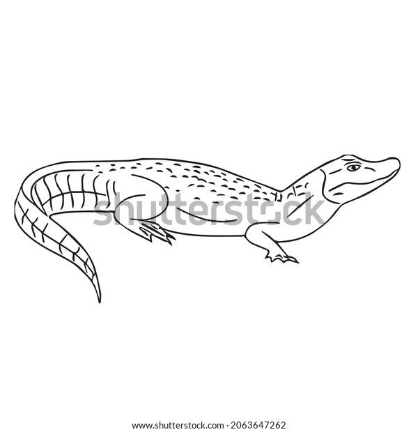 This Alligator Alligator Line Art Alligator Stock Vector (Royalty Free ...